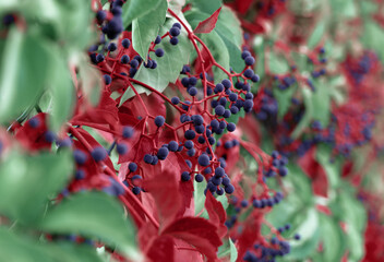 Natural background of autumn garden vine toned in trendy colors of lush red and emerald green for decorative design. Gardening concept. Close-up.