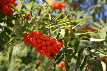 Vogelbeeren