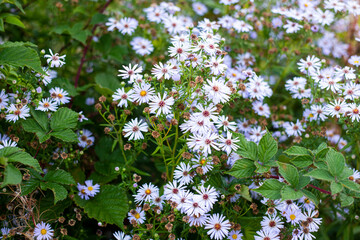 flowers in the garden