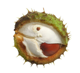 Green chestnuts half, section conker tree fruits