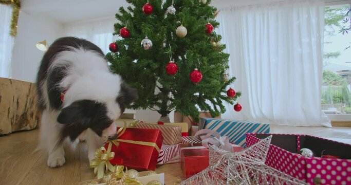 Funny border collie dog sniffs and unwrapping present on the floor near the Christmas tree at cozy house. New Year winter holidays celebration. lovely puppy pet at home. Merry Xmas eve party. 