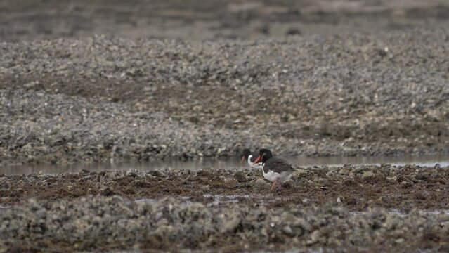 Eurasian Oystercatcher Near Coast Of Ireland