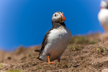 Curious Puffin on the ground near a burrow