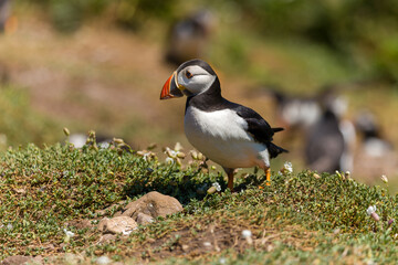 Atlantic Puffins next to their burrows in mid summer