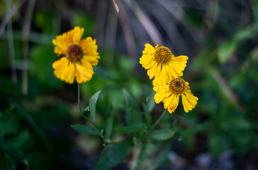 yellow flower in the garden