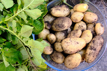 Freshly harvested potatos in a bowl next to the leaves. Flat lay view.