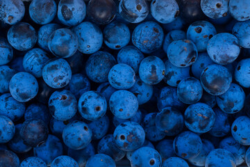 Background made of dark blue sloe berries