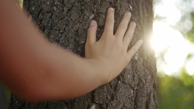 hand touch the tree trunk. ecology a energy forest nature concept. a kid hand touches a pine tree trunk close-up glare. hand tree touch trunk. bark wood. tree wild forest sun travel concept