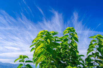 秋の空と桑の葉
