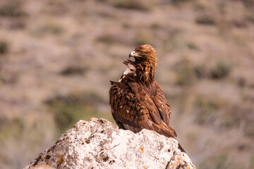 Águila real- Aquila chrysaetos