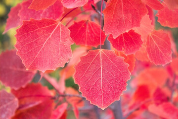 Red aspen leaves in autumn forest. Red autumn aspen leaves.