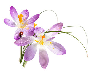 Spring crocus with dew drops and ladybug