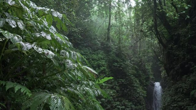 Atmospheric rainforest with distant waterfall lost between old tropical trees and vegetation. Thick jungle after rain. Wet foliage shining in dim light of dense woods against birds flying above river.