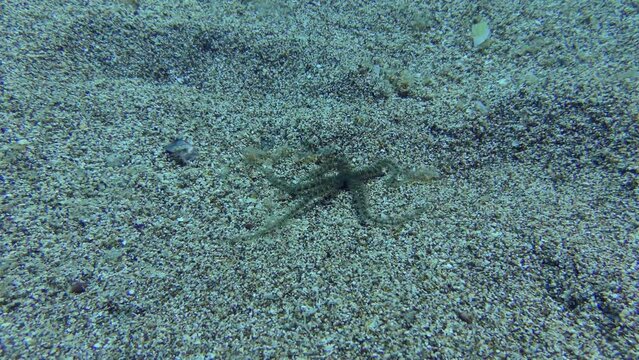 Common brittle star (Ophiothrix fragilis) crawls along the sandy bottom in shallow water. Mediterranean.