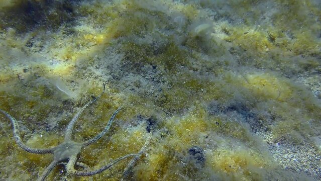 Two Brittle Stars is crawling along bottom overgrown with brown algae. Mediterranean.