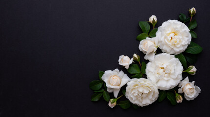 Naklejka na ściany i meble Lots of White Roses on Black Background