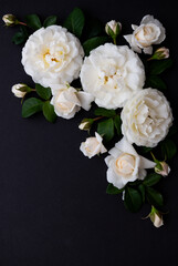 Lots of White Roses on Black Background