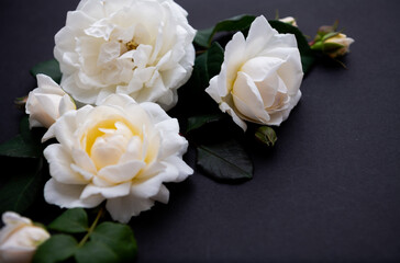Lots of White Roses on Black Background