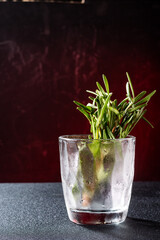 Rosemary in an empty glass. Seasoning in a glass on the table. Green plant in a glass bowl. Red background.