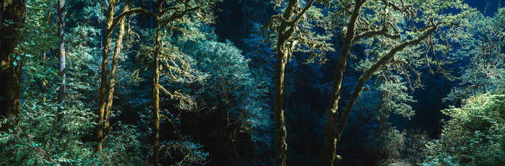 Night rainforest landscape in spruce woodland in Silver Falls State Park in Oregon