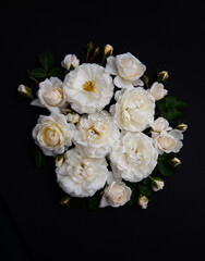 Lots of White Roses on Black Background