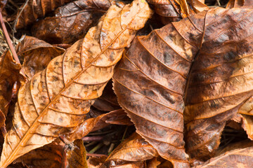 Yellow fallen chestnut leaves. Autumn in the city park.
