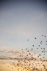 Starling Murmuration in Brighton at Sunset