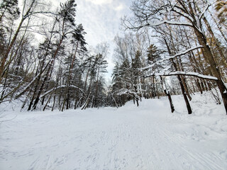 winter forest in the snow