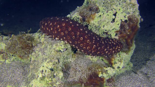 Variable Sea Cucumber (Holothuria sanctori) slowly crawling over a rock on the seabed, night shot.