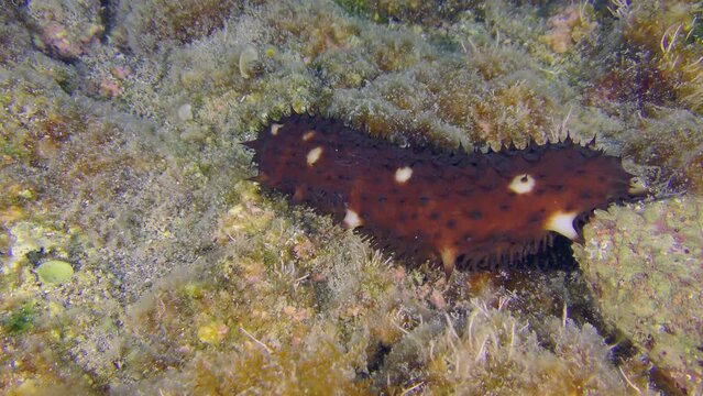 The brightly colored Variable Sea Cucumber (Holothuria sanctori) slowly creeps along the rocky bottom covered with algae.