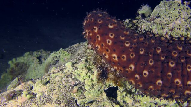 Marine life: The Variable Sea Cucumber (Holothuria sanctori) crawls over the stone past the camera, speed х 4.