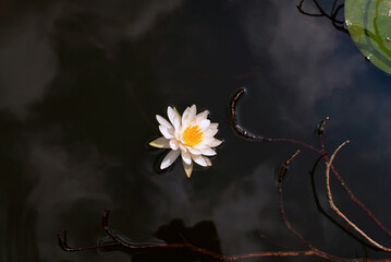 White Water-Lily floated on the water - obrazy, fototapety, plakaty