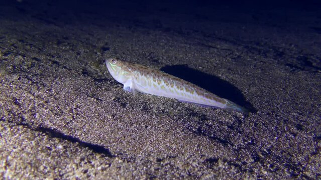 Marine life: Greater weever (Trachinus draco) waits for its prey on the sandy bottom, then swims away and buries itself.