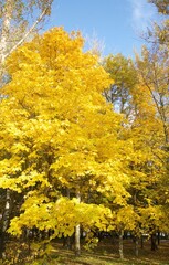 Autumn maple tree with golden leaves against a blue sunny sky - 533472358