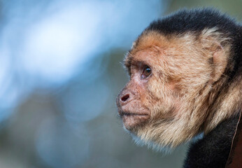 White-faced Capuchin monkey