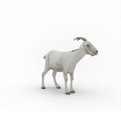 Fototapeta premium Alpine goat