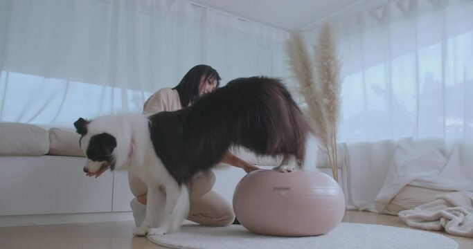 Young woman animal trainer play with her smart border collie dog balancing on an inflatable rubber ball. Cute black and white dog training stamina and agility with sports equipment special exercise.