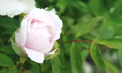 Tree peony blooms bush white. Selective focus.