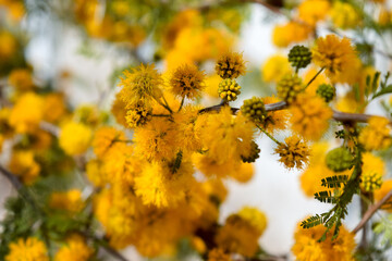 Flores amarillas y perfumadas de una Acacia Caven o espinillo