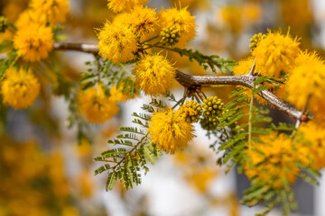 Flores amarillas y perfumadas de una Acacia Caven o espinillo