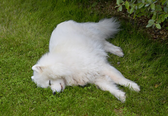 sleeping samoyed dog on the green lawn