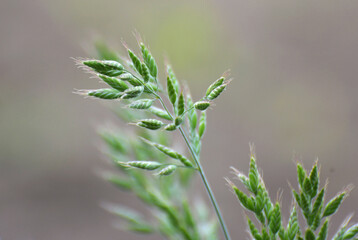 Cereal grass bromus grows in nature