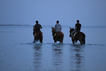 horses on the beach