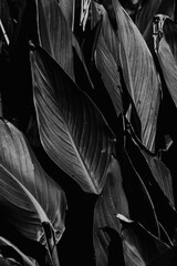 Nature, black and white leaves 