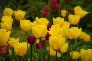 Gelbe Tulpen