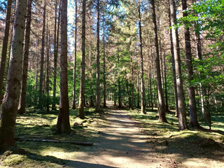 Fototapeta premium Wanderweg durch Fichten bei Börfink in Rheinland-Pfalz auf dem Saar-Hunsrück-Steig und der Traumschleife Börfinker Ochsentour.