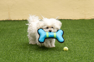 bichon maltese dog with blue bone