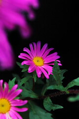 Bright pink aster flower on a black background