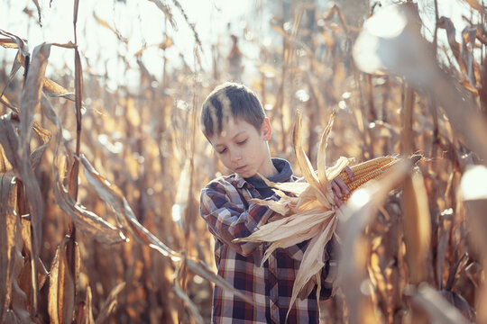 Child boy dressed in a plaid shirt on a field with corn in warm autumn day. The farmer's child holds corn in his hands. Kid having farming and gardening of vegetable.