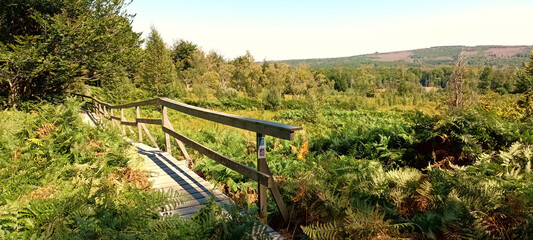 Wanderweg Traumschleife Börfinker Ochsentour am Moor Ochsenbruch bei Börfink im Hunsrück, Landkreis Birkenfeld, Rheinland-Pfalz mit Blick in die Hunsrück-Wälder. 